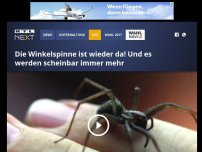 Bild zum Artikel: Die Winkelspinne ist wieder da! Und es werden scheinbar immer mehr