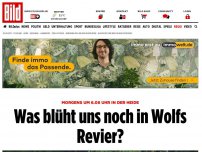 Bild zum Artikel: In der Heide - Was blüht uns noch in Wolfs Revier?