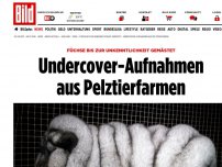Bild zum Artikel: Füchse gemästet - Undercover-Aufnahmen aus Pelztierfarmen