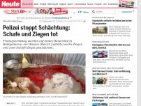 Bild zum Artikel: Rituelle Schächtung: Polizei stoppt Schächtung: Schafe und Ziegen tot