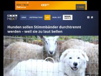 Bild zum Artikel: Hunden sollen Stimmbänder durchtrennt werden – weil sie zu laut bellen