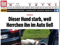 Bild zum Artikel: Hitzetod im Auto - Dieser Hund starb, weil Herrchen ihn im Auto ließ