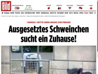Bild zum Artikel: Miau, miau – grunz?! - Findelschweinchen lebt jetzt im Katzenhaus!