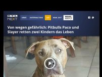 Bild zum Artikel: Von wegen gefährlich: Pitbulls Paco und Slayer retten zwei Kindern das Leben