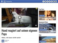 Bild zum Artikel: Hund reagiert auf seinen eigenen Pups