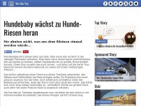 Bild zum Artikel: Hundebaby wächst zu Hunde-Riesen heran