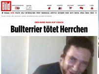 Bild zum Artikel: Hund war auf Crack - Bullterrier tötet Herrchen