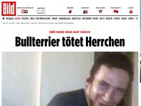 Bild zum Artikel: Hund war auf Crack - Bullterrier tötet Herrchen