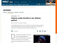 Bild zum Artikel: Kenia: Seltene weiße Giraffen in der Wildnis gefilmt