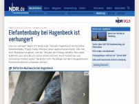Bild zum Artikel: Elefantenbaby bei Hagenbeck ist verhungert