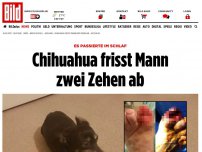 Bild zum Artikel: Es passierte im Schlaf - Chihuahua frisst Mann zwei Zehen ab