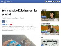 Bild zum Artikel: Sechs winzige Kätzchen werden gerettet