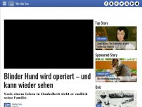 Bild zum Artikel: Blinder Hund wird operiert – und kann wieder sehen