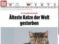 Bild zum Artikel: Mit 144 Menschenjahren - Älteste Katze der Welt gestorben