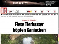 Bild zum Artikel: Wer ist so grausam? - Fiese ​Tierhasser köpfen Kaninchen „Schnuppi“