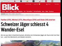 Bild zum Artikel: Fanfan, Mistral, Moustique und Ulule sind tot! Schweizer Jäger schiesst Wander-Esel