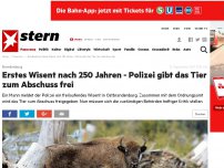 Bild zum Artikel: Brandenburg: Erstes Wisent nach 250 Jahren - Polizei gibt das Tier zum Abschuss frei