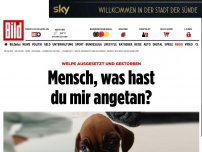 Bild zum Artikel: Ausgesetzt und gestorben - Mensch, was hast du mir angetan?