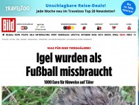 Bild zum Artikel: Was für eine Tierquälerei! - Igel wurden als Fußball missbraucht