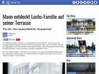 Bild zum Artikel: Mann entdeckt Luchs-Familie auf seiner Terrasse