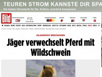 Bild zum Artikel: Islandpony erschossen - Jäger verwechselt Pferd mit Wildschwein