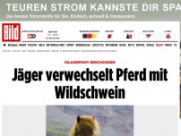 Bild zum Artikel: Islandpony erschossen - Jäger verwechselt Pferd mit Wildschwein