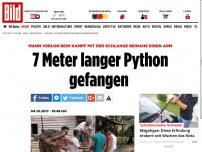 Bild zum Artikel: Indonesien - 7 Meter lange Python gefangen