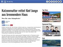 Bild zum Artikel: Katzenmutter rettet fünf Junge aus brennendem Haus