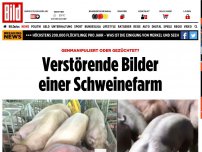 Bild zum Artikel: Riesig & muskulös - Verstörende Bilder einer Schweinefarm