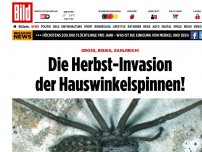 Bild zum Artikel: Herbst-Invasion! - Beiß-Spinnen fallen über unsere Wohnungen her!