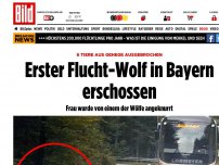 Bild zum Artikel: Im Nationalpark Bayerischer Wald - Erster geflohene Wolf erschossen