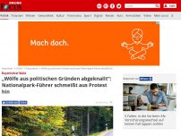 Bild zum Artikel: Bayerischer Wald - „Wölfe aus politischen Gründen abgeknallt“: Nationalpark-Führer schmeißt aus Protest hin