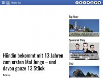 Bild zum Artikel: Hündin bekommt mit 13 Jahren zum ersten Mal Junge – und davon ganze 13 Stück