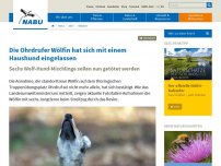 Bild zum Artikel: Thüringische Wölfin hat sich mit Haushund eingelassen