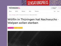 Bild zum Artikel: Thüringer Wölfin hat Nachwuchs - Welpen sollen sterben