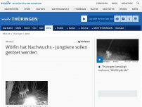 Bild zum Artikel: Wölfin hat Nachwuchs - Jungtiere sollen getötet werden