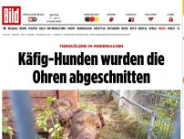 Bild zum Artikel: Tierquälerei in Maschen - Hunden die Ohren abgeschnitten