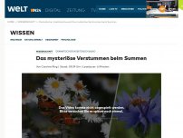 Bild zum Artikel: Dramatischer Insektenschwund: Das mysteriöse Verstummen beim Summen