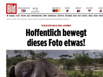 Bild zum Artikel: Wildlife-Bild des Jahres - Hoffentlich bewegt dieses Foto etwas!