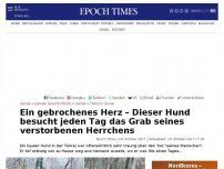 Bild zum Artikel: Ein gebrochenes Herz – Dieser Hund besucht jeden Tag das Grab seines verstorbenen Herrchens