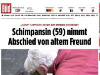 Bild zum Artikel: „Mama“ wollte sterben - Schimpansin (59) nimmt Abschied von altem Freund