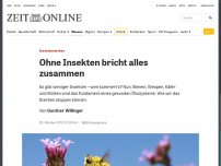 Bild zum Artikel: Insektensterben: Ohne Insekten bricht alles zusammen