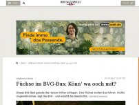 Bild zum Artikel: Füchse im BVG-Bus: Könn' wa ooch mit?