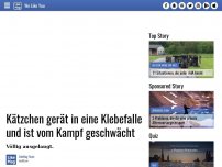 Bild zum Artikel: Kätzchen gerät in eine Klebefalle und ist vom Kampf geschwächt