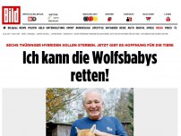 Bild zum Artikel: Hoffnung für die Tiere - Ich kann die Wolfsbabys retten!