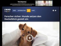 Bild zum Artikel: Forscher sicher: Hunde setzen den Dackelblick gezielt ein