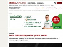 Bild zum Artikel: Thüringen: Sechs Wolf-Mischlinge sollen getötet werden