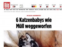 Bild zum Artikel: Im Sack ausgesetzt! - 6 Katzenbabys wie Müll weggeworfen!