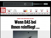 Bild zum Artikel: Angst vor Tentakel-Falter - Wenn DAS bei Ihnen reinfliegt …