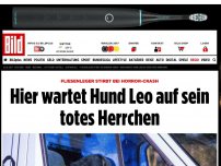 Bild zum Artikel: Nach Autounfall - Hier wartet Hund Leo auf sein totes Herrchen